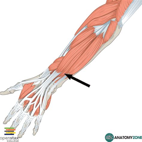 Forearm Archives - AnatomyZone