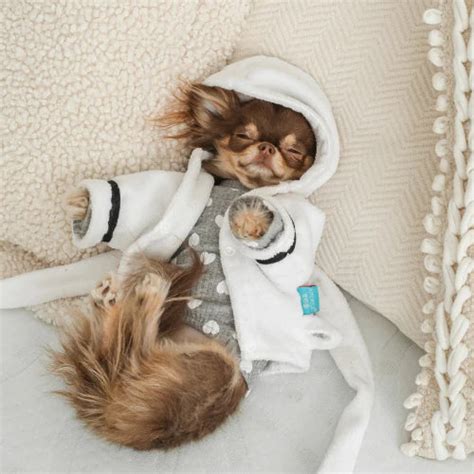 Teacup Chihuahua Clothes: The Ultimate Guide For Owners - Chihuahuas Blog