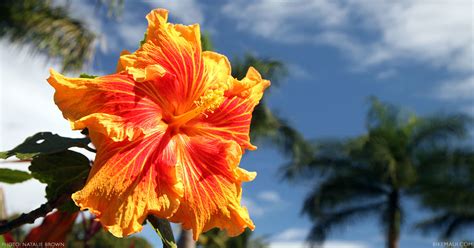 The Flowers of Hawaii - Your Flower Identification Guide on Maui