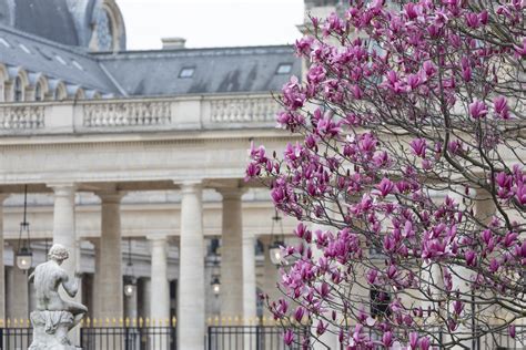 Palais Royal Gardens — Parisian Moments