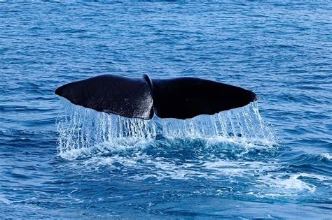 Dolphin and Whale Watching in Madeira: Info & Tips