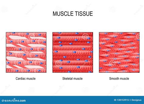 Types Of Muscle Tissue Under Microscope - Micropedia