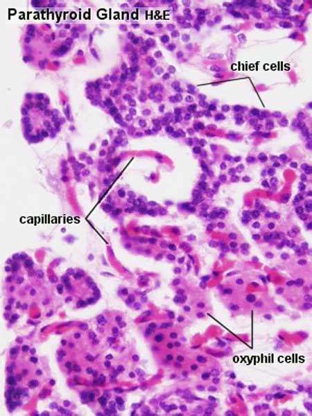 File:Parathyroid histology 002.jpg - Embryology