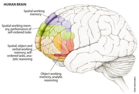 Prefrontal Cortex Deeply Relevant to Working Memory. (Beardsley, 1997) | Download Scientific Diagram