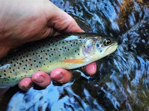 Utah Cutthroat Slam Funds 2 Important Conservation Projects to Benefit ...