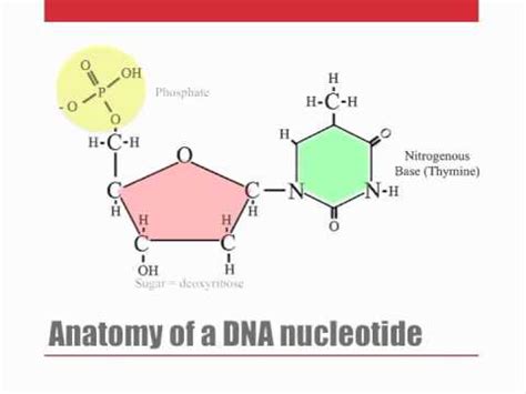 DNA nucleotides and dehydration synthesis - YouTube