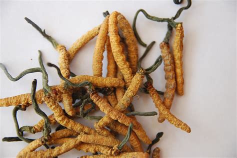 March 2012 | Cordyceps Sinensis