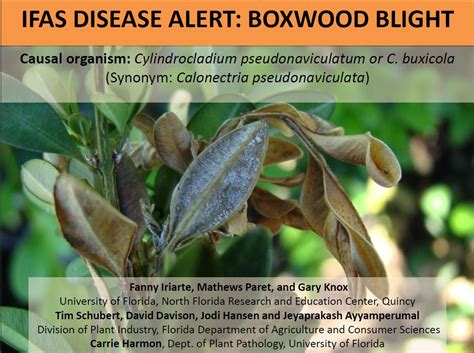 Pest Alert: Boxwood Blight » Newsletters