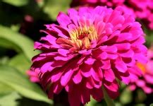 Pink Zinnia Flowers Free Stock Photo - Public Domain Pictures