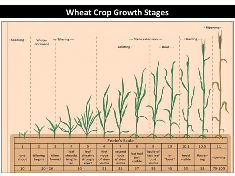 Wheat Crop Growth Stages