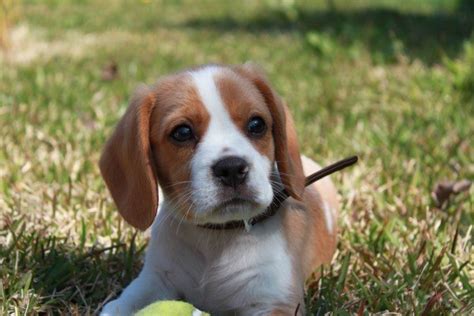 Beaglier: History, Temperament, Care, Training, Diet & Pictures