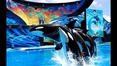 SHAMU SHOW One Ocean beginning at SEA WORLD ORLANDO - YouTube