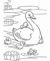 Duck Coloring Pages  Learny Kids sketch template