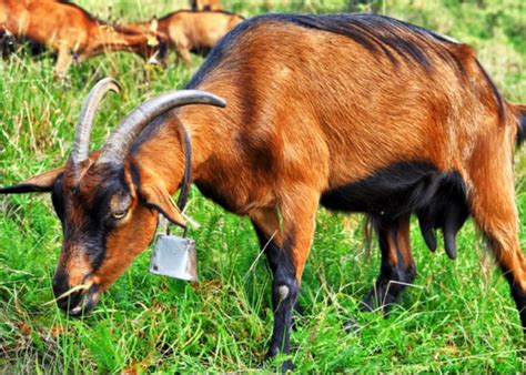 Alpine Goats: Overview and Characteristics - The Happy Chicken Coop