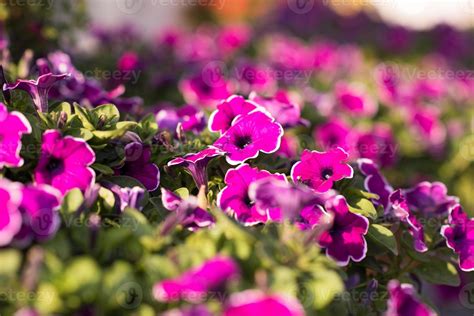 Dubai miracle garden 11279277 Stock Photo at Vecteezy