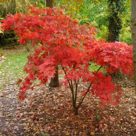 Acer palmatum 'Osakazuki' | Acer trees, Acer palmatum, Trees to plant