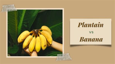 What is the difference between Plantain and Banana?