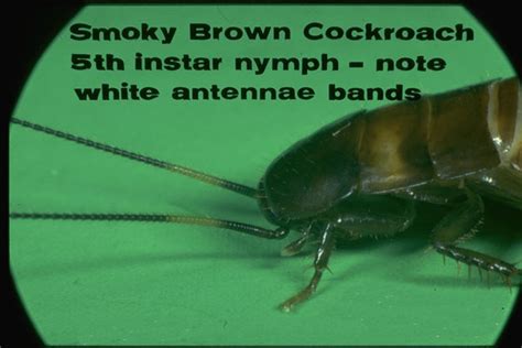 Smokybrown Cockroach