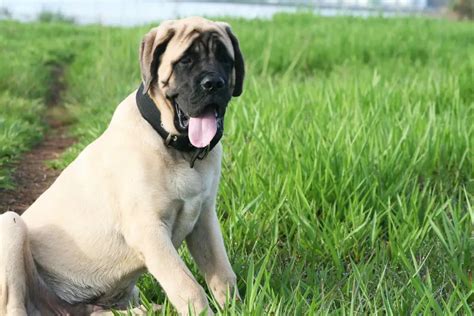 The Ultimate English Mastiff Grooming Guide - Paw Planning