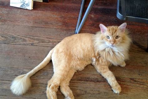 Exquisite Animals: Cat That Looks Like a Lion- In NewsWeekly