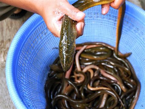 5 Fakta Belut Sawah, Ikan Unik yang Dapat Berganti Kelamin - Lim Corporation