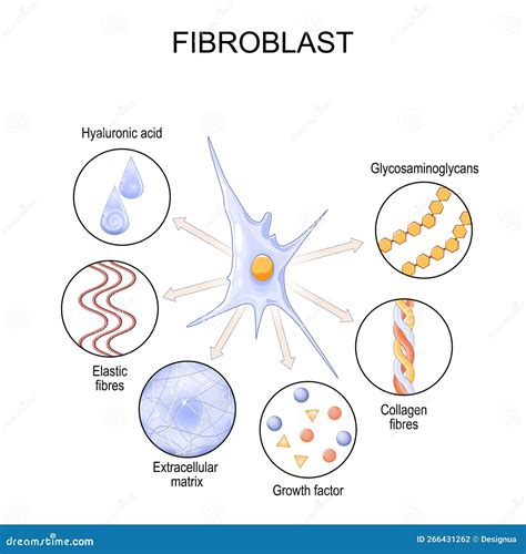 Fibroblast. Cell Structure And Function Vector Illustration | CartoonDealer.com #266431262