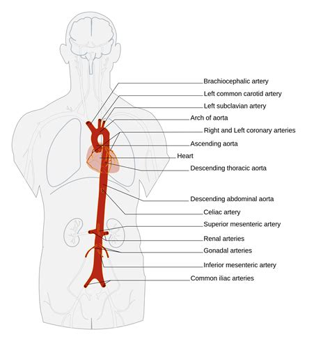 Branches Of Aorta Anatomy