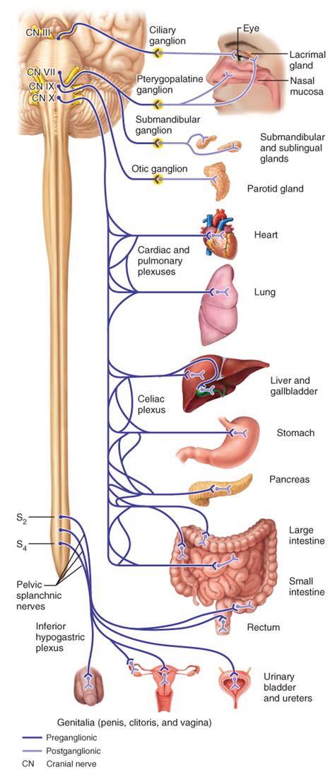 The Parasympathetic Division | Autonomic nervous system, Nervous system ...