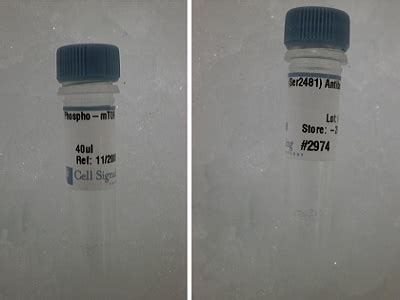 A Qualified Antibody to Check for p-mTOR 2481 with Western Blot | Biocompare Antibody Review