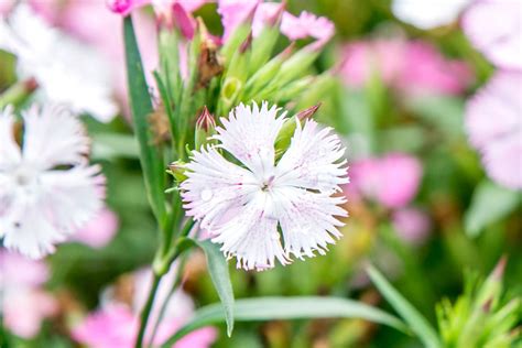 Perennial Dianthus: Plant Care & Growing Guide