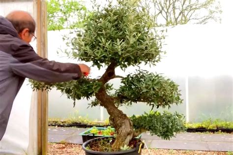 Bonsai Olive Tree Care Guide: Indoor & Outdoor Care