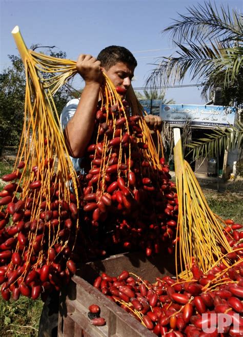 Photo: Harvesting of Date Palm Trees in Gaza - GAZ201210130111 - UPI.com