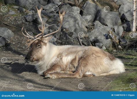 Adult Caribou with Antlers stock photo. Image of lower - 134870310