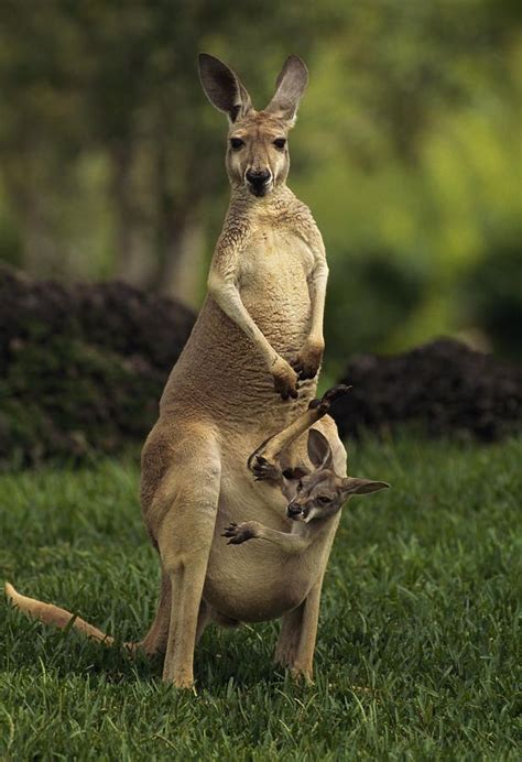 #Kangaroo | Red kangaroo, Animals beautiful, Kangaroo