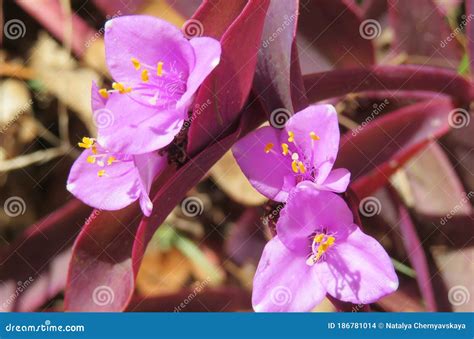 Tradescantia Pallida Flowers in the Garden Stock Photo - Image of ...