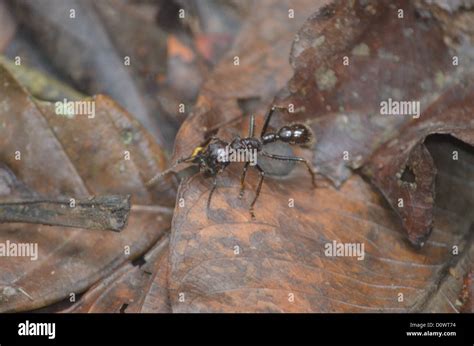 Bullet ant ritual hi-res stock photography and images - Alamy