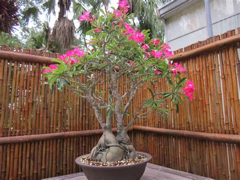 Como plantar a Rosa-do-Deserto (Adenium obesum) - FazFácil