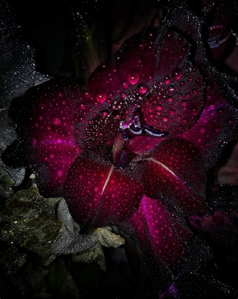 Free Images : flower, dark, red, color, macro, darkness, black, garden, flowers, roses, velvet ...