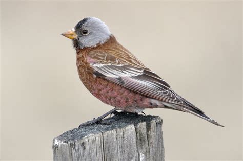 Grey-crowned Rosy-Finch (Hepburn's) - eBird