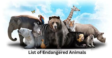 Top 10 Endangered Animals