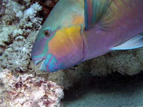 Parrotfish Great Barrier Reef