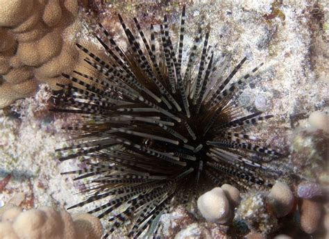 Photos of Sea Urchins - Echinoidea | Marine animals, Urchin, Sea coral