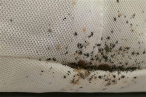 Are Bed Bug Feces Hard or Soft? - Pestivate.com