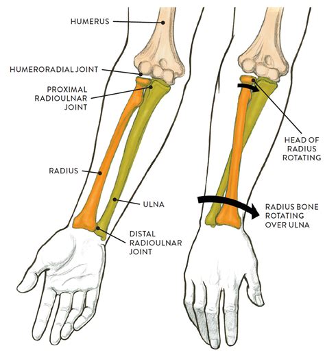 LEFT: Supination