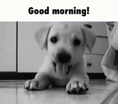 Good Morning Dog GIF - Good Morning Dog Puppy - Discover & Share GIFs