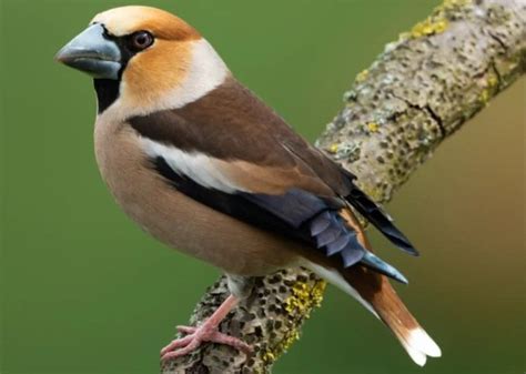 hawfinch - Bird Watching HQ