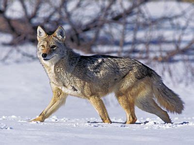 Coyote | Size, Habitat, Howling, & Facts | Britannica