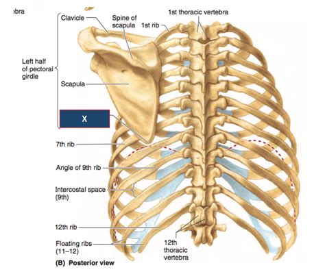 Anatomy Rib Cage Posterior View - Tracey Garrett