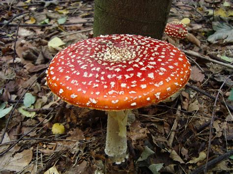 Amanita Muscaria, *Edible and Hallucinogenic although it is generally considered poisonous ...