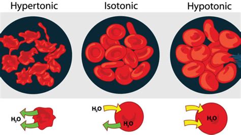 Osmoregulation, its mechanism and control - Online Science Notes